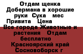 Отдам щенка Добермана в хорошие руки. Сука 5 мес. Привита › Цена ­ 5 000 - Все города Животные и растения » Отдам бесплатно   . Красноярский край,Сосновоборск г.